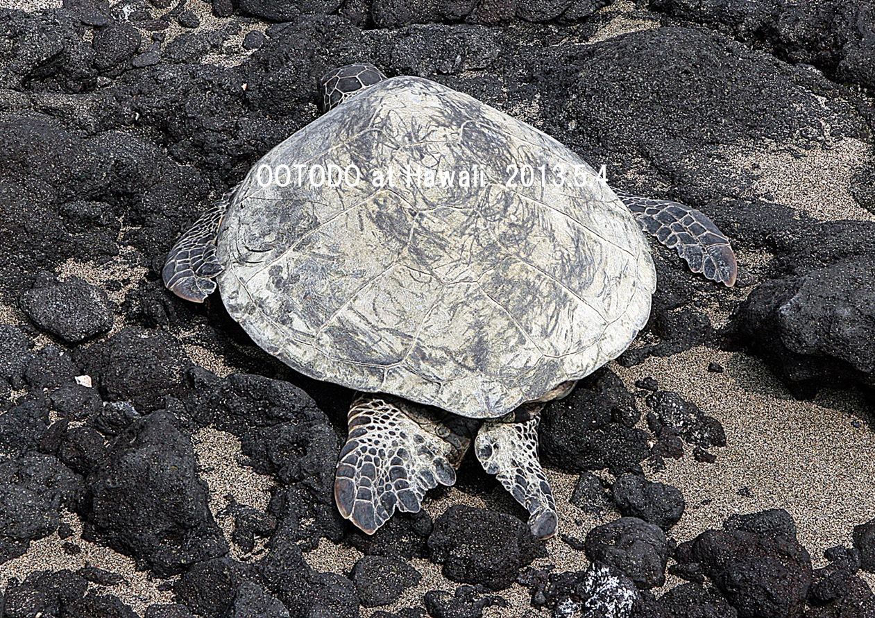 ハワイ島でウミガメさんに会いました Green Sea Turtle From The Big Island Of Hawaii ハワイ島 ハワイ の旅行記 ブログ By とどちゃんさん フォートラベル