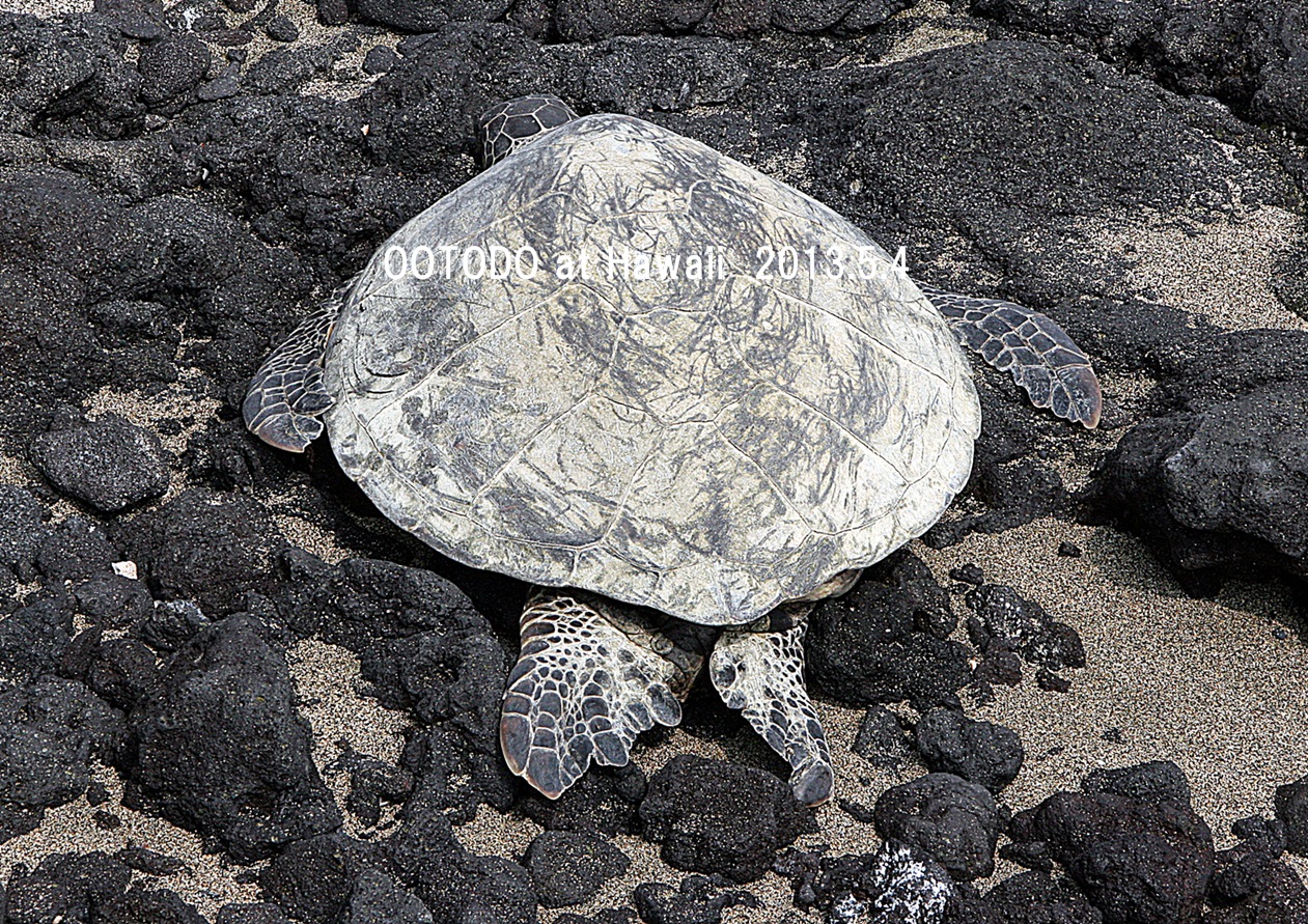 ハワイ島でウミガメさんに会いました Green Sea Turtle From The Big Island Of Hawaii ハワイ島 ハワイ の旅行記 ブログ By とどちゃんさん フォートラベル ハワイ島でウミガメさんに会いました Green Sea Turtle From The Big Island Of Hawaii ハワイ島 ハワイ の旅行記 ブログ By とどちゃんさん フォートラベル
