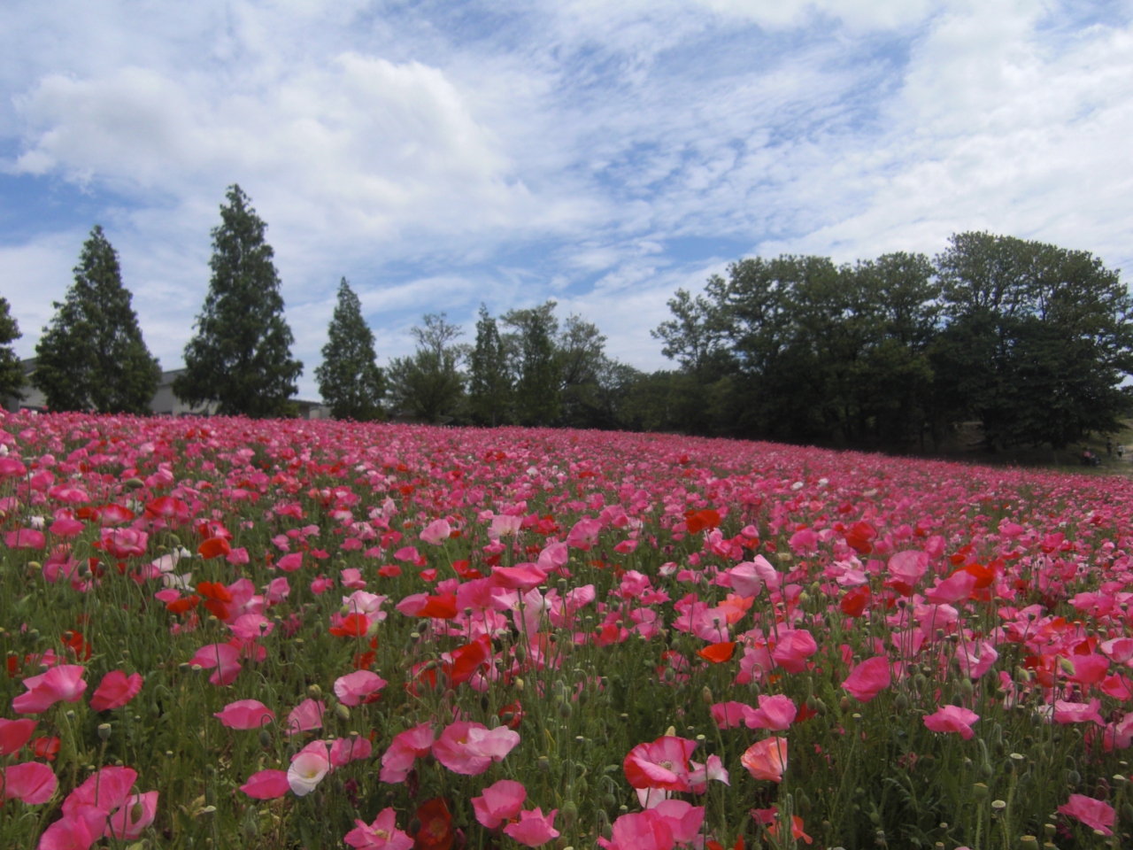 丘の上のヒナゲシ 愛知牧場 尾張旭 日進 愛知県 の旅行記 ブログ By Kimama さん フォートラベル