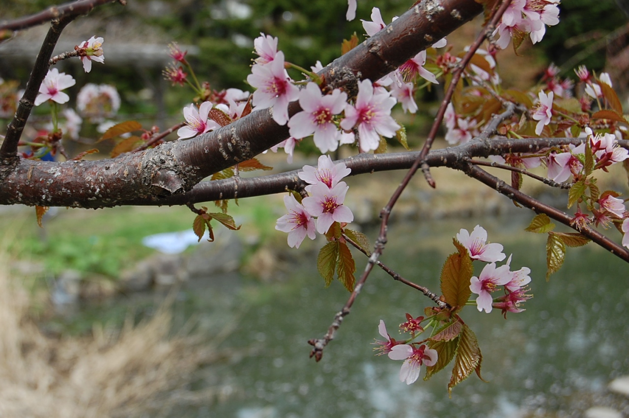 名残の桜 中島公園 札幌 北海道 の旅行記 ブログ By Guyさん フォートラベル 名残の桜 中島公園 札幌 北海道 の旅行記 ブログ By Guyさん フォートラベル