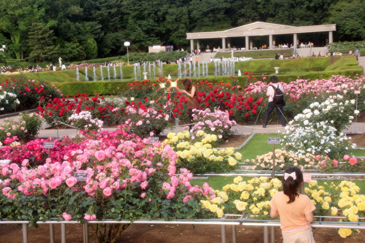 バラは３年ぶりの神代植物公園の春バラフェスタ13へ 3 虹色のバラ天国 日没の太陽の光と夜のライトアップの下で 調布 狛江 東京 の旅行記 ブログ By まみさん フォートラベル