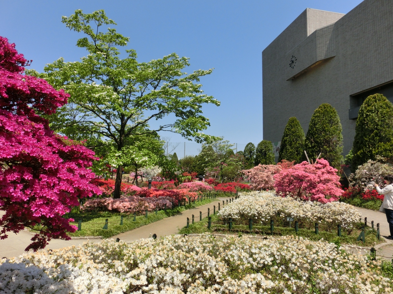 13春 東京散歩 平成つつじ公園 練馬 東京 の旅行記 ブログ By Mamakoさん フォートラベル