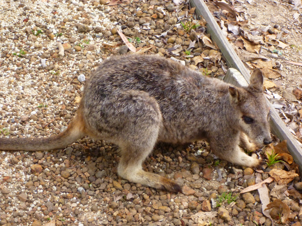 オーストラリアで動物探検 マリーバ オーストラリア の旅行記 ブログ By Makorinさん フォートラベル
