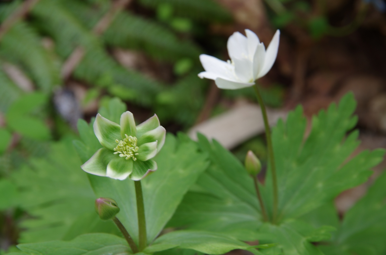 道南 函館に隠された魅力あり その２ 春の野草 花満開の函館山ハイキングコース 函館 北海道 の旅行記 ブログ By はな かみno王子さん フォートラベル