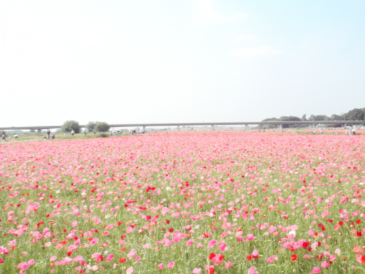 鴻巣 花まつり 3 ポピーハッピースクエア 満開の花畑 鴻巣 桶川 北本 埼玉県 の旅行記 ブログ By ミッキーマーチさん フォートラベル