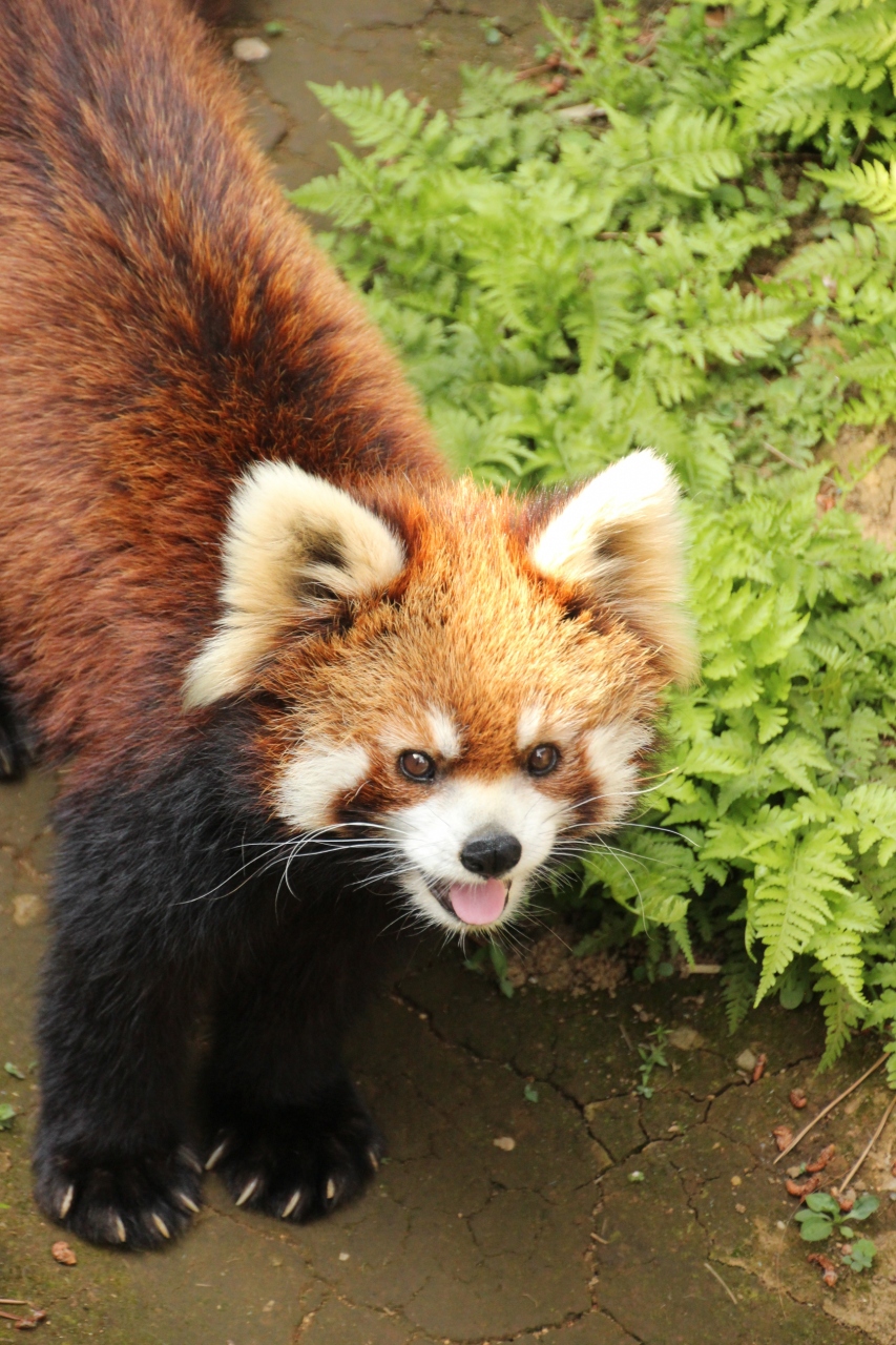 春バラ詣クライマックスの京成バラ園とレッサーパンダ詣 4 市川市動植物園の可愛いレッサーパンダに10匹も 市川 千葉県 の旅行記 ブログ By まみさん フォートラベル