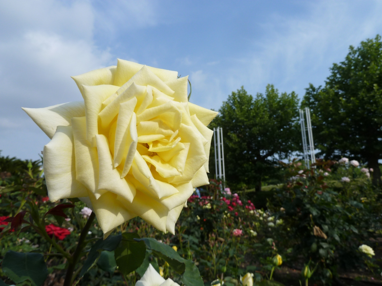 朝のお散歩 名古屋鶴舞公園 花まつりは百花繚乱 鶴舞 堀田 愛知県 の旅行記 ブログ By チューぱぱさん フォートラベル