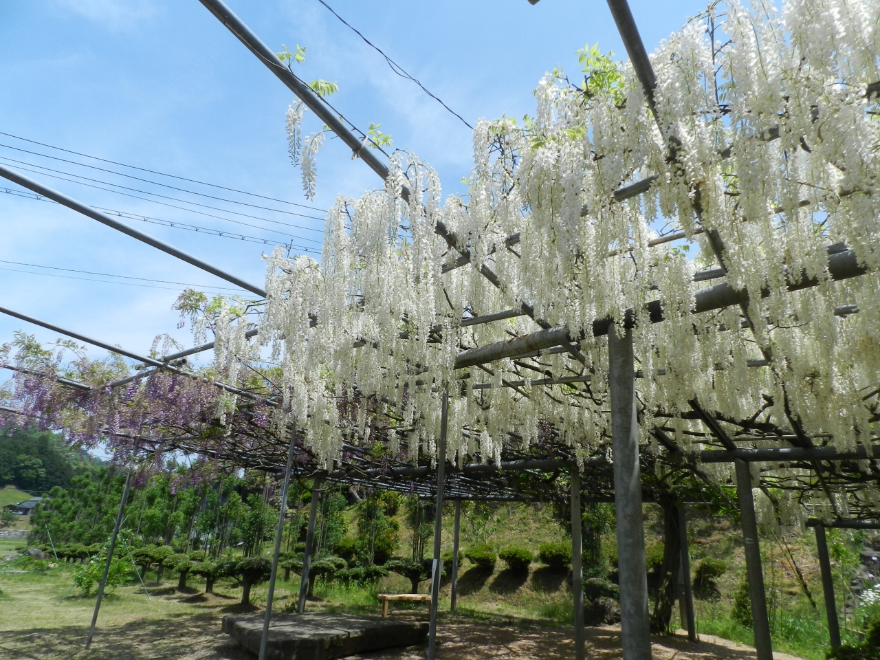 普門寺の白藤を見に行きました 京都府福知山市大江町 福知山 京都 の旅行記 ブログ By Joecoolさん フォートラベル