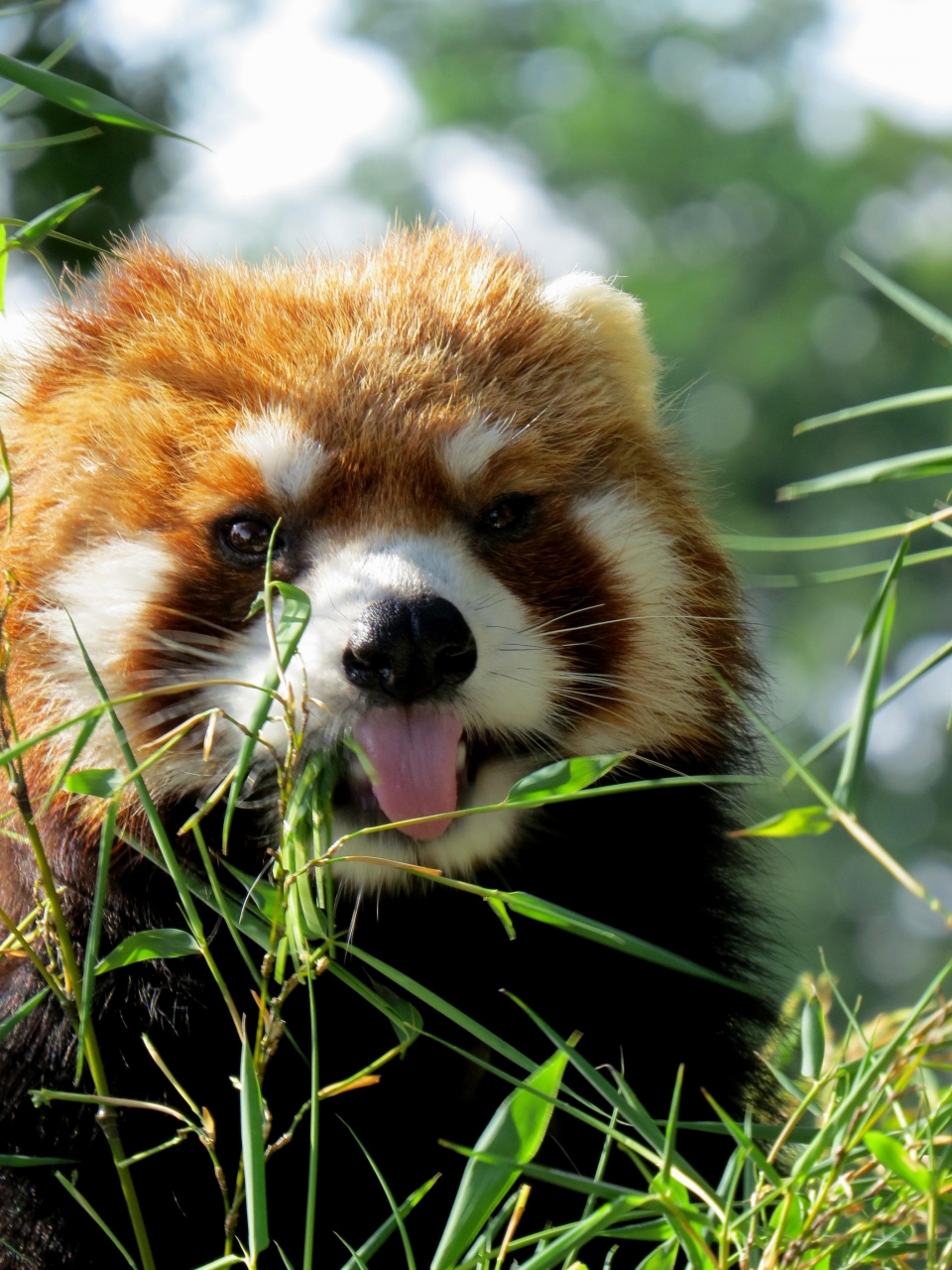 初夏のレッサーパンダ紀行 ４ 野毛山動物園 ケガが治った海君とキンタちゃんの同居復活 賢健君は横浜滞在延長中 東神奈川 保土ヶ谷 弘明寺 神奈川県 の旅行記 ブログ By Jilllucaさん フォートラベル