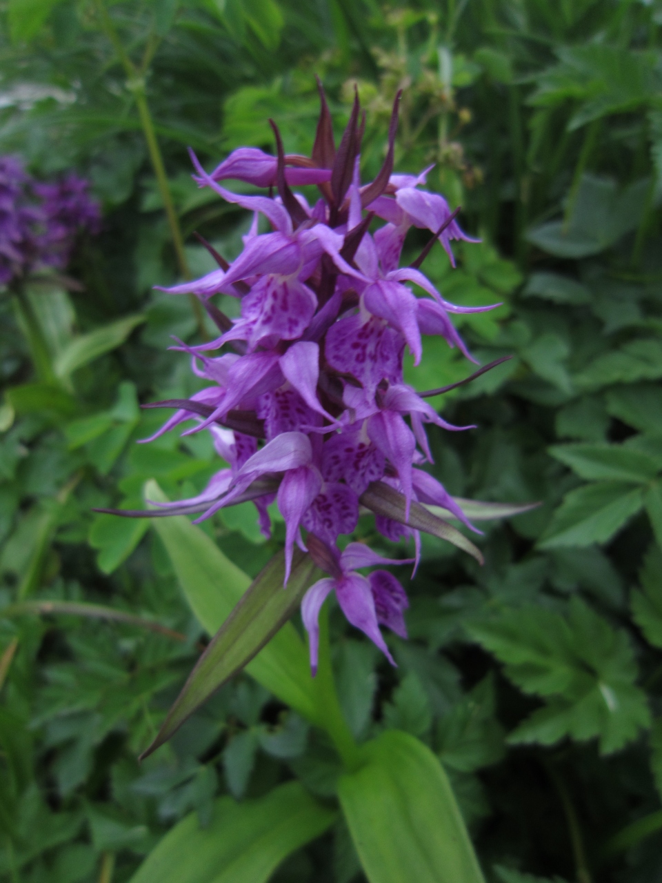 早池峰山と高山植物 お花を追加しました 花巻 岩手県 の旅行記 ブログ By はくさんちどりさん フォートラベル
