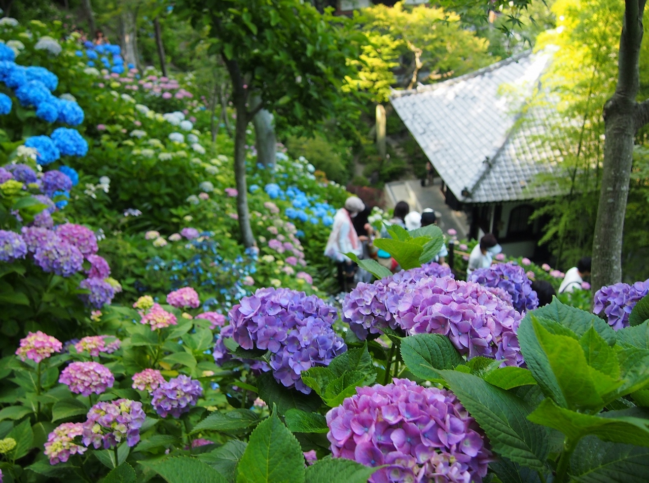 鎌倉 成就院 長谷寺あじさい巡り 13 6 4 鎌倉 神奈川県 の旅行記 ブログ By Momotaさん フォートラベル 鎌倉 成就院 長谷寺あじさい巡り 13 6 4 鎌倉 神奈川県 の旅行記 ブログ By Momotaさん フォートラベル