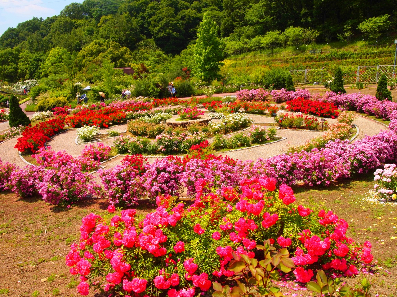 13 6月 日本一のバラ園 花フェスタ記念公園 可児 岐阜県 の旅行記 ブログ By Kimama さん フォートラベル