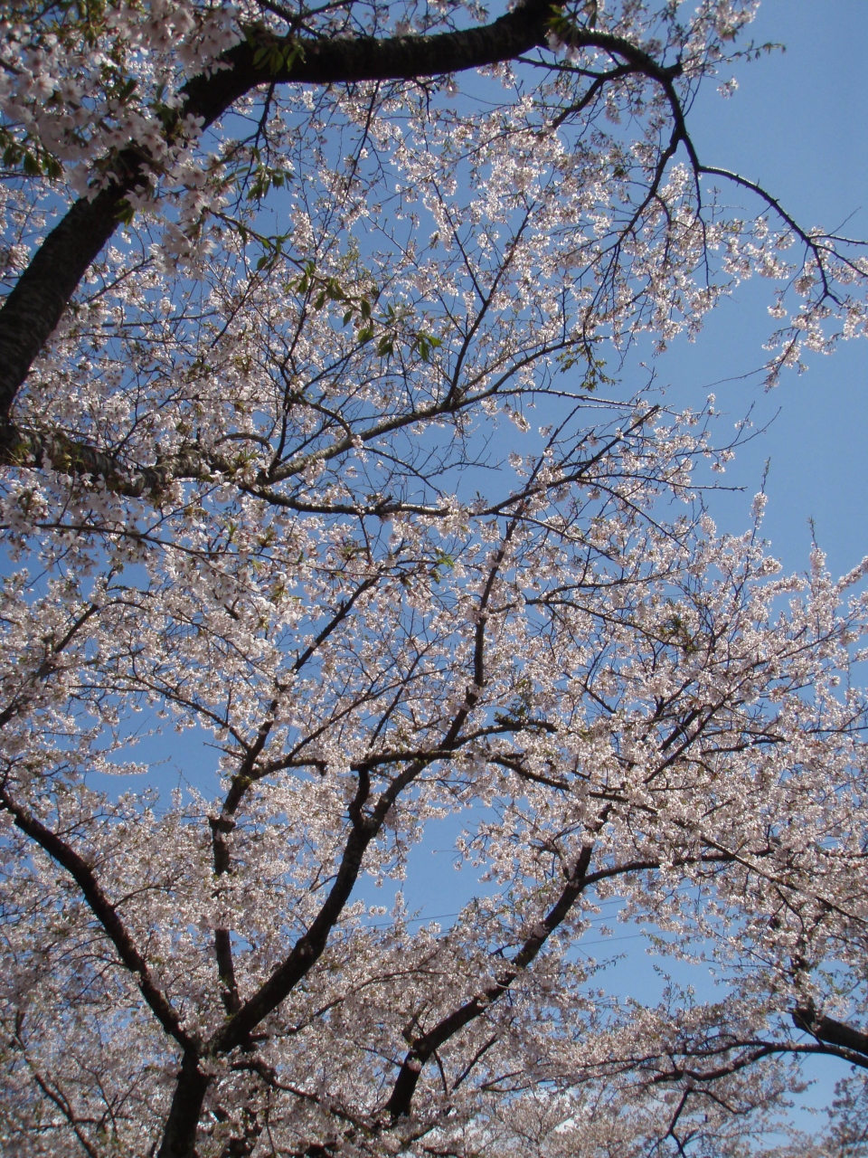 13gw 東北ドライブ旅行 その１ 桜咲く岳温泉から雪の八甲田へ 八甲田 酸ヶ湯温泉 青森県 の旅行記 ブログ By Batfishさん フォートラベル