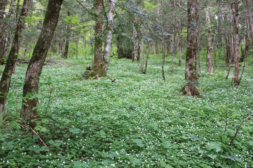 上高地のニリンソウ 上高地 長野県 の旅行記 ブログ By 旅好き長さんさん フォートラベル