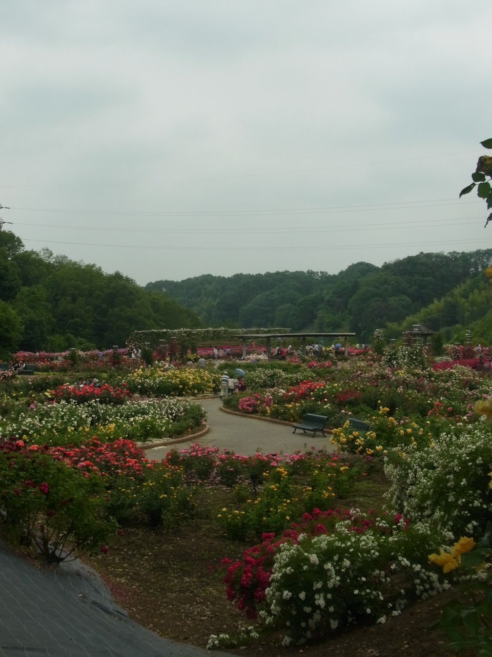 可児市 花フェスタ記念公園で 世界一のバラとロードトレイン ポッポに乗車の巻 可児 岐阜県 の旅行記 ブログ By きーぽーさん フォートラベル 可児市 花フェスタ記念公園で 世界一のバラとロードトレイン ポッポに乗車の巻 可児 岐阜県 の旅行記 ブログ By きーぽーさん フォートラベル