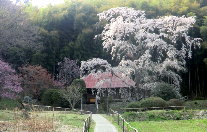 13郡山 三春桜めぐり 3 雪村庵 弘法桜 夕暮れの桜花見 郡山 福島県 の旅行記 ブログ By まりも母さん フォートラベル