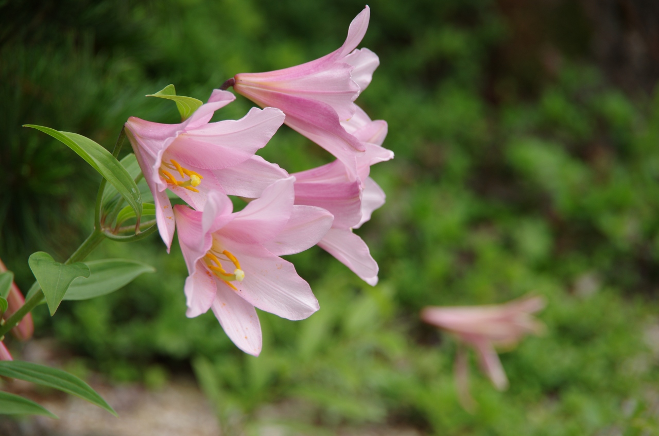 関西オススメ 手軽にたくさんの高山植物のお花見ができるトコロ 六甲高山植物園 六甲山 摩耶山周辺 兵庫県 の旅行記 ブログ By はなかみno王子さん フォートラベル 関西オススメ 手軽にたくさんの高山植物のお花見ができるトコロ 六甲高山植物園 六甲山 摩耶山周辺 兵庫県 の旅行記 ブログ By はなかみno王子さん フォートラベル