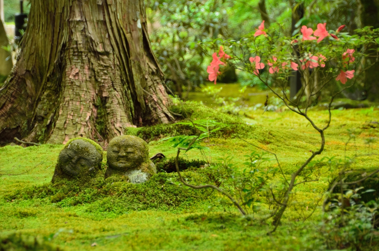 梅雨なのに夏の暑さ 三千院の紫陽花 八瀬 大原 貴船 鞍馬 京都 の旅行記 ブログ By Goodspeedさん フォートラベル
