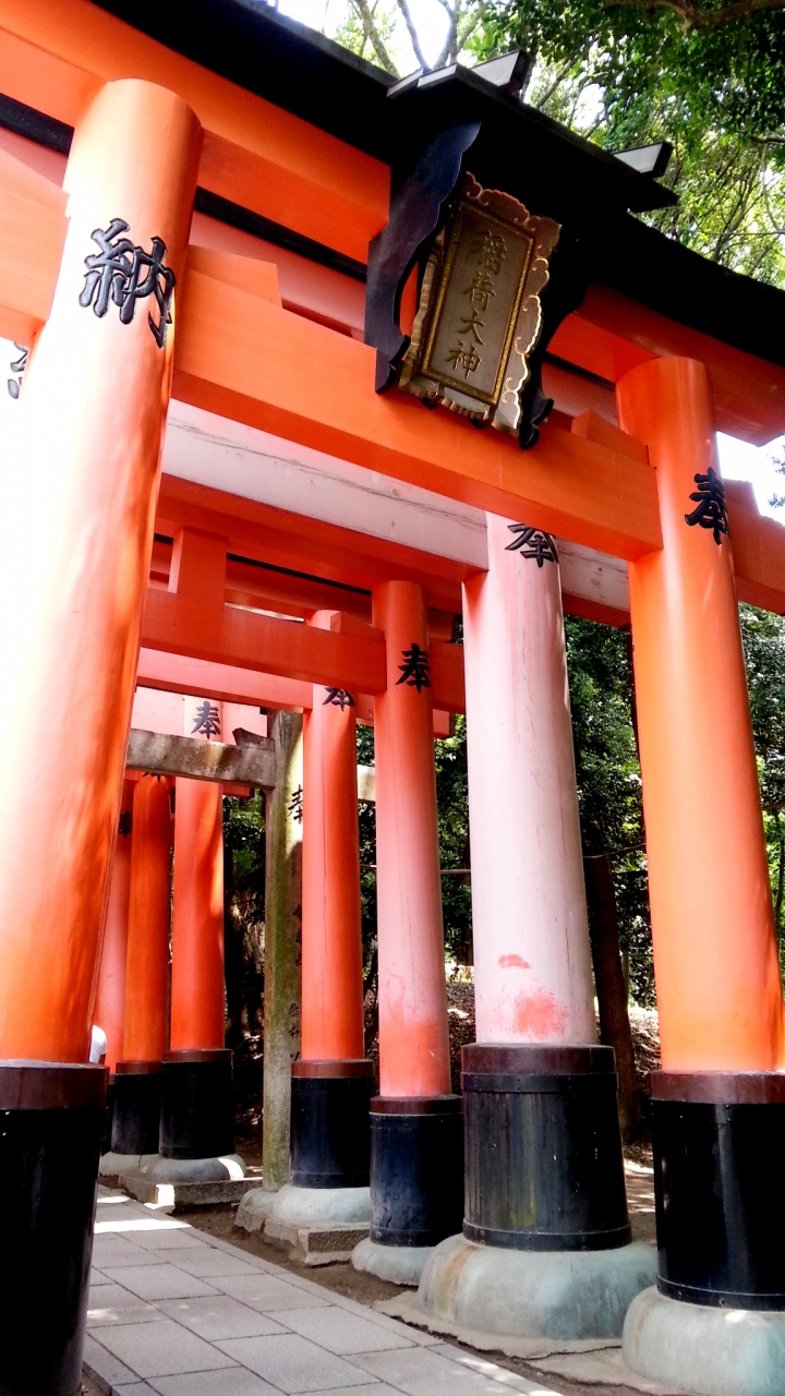 伏見稲荷の夏 伏見 京都 の旅行記 ブログ By Puchipuchi1994さん フォートラベル
