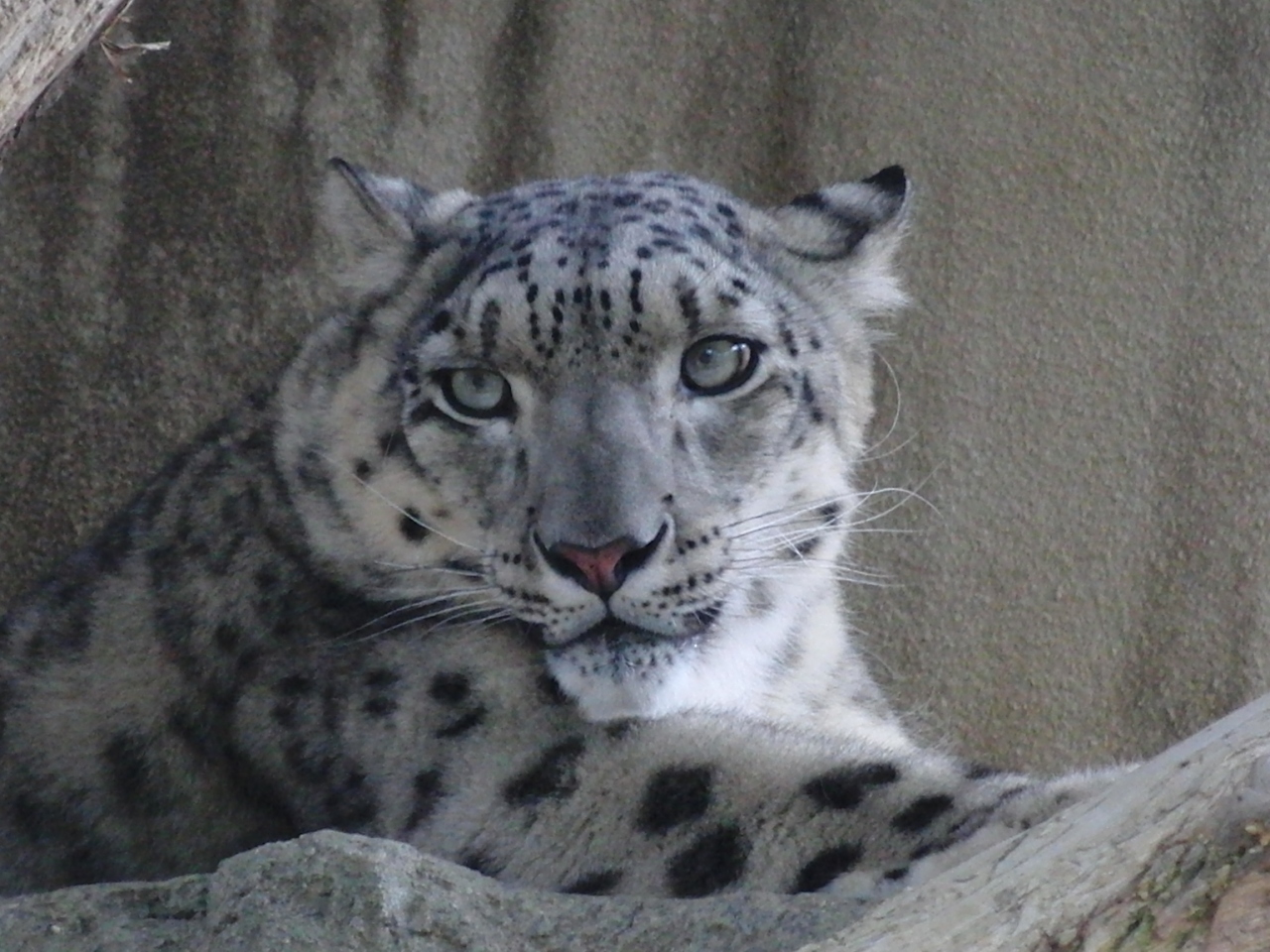 魅力的なネコ科大型動物と素晴らしいゴリラ チンパンジー舎 王子動物園 御影 灘 兵庫県 の旅行記 ブログ By Terkiraさん フォートラベル