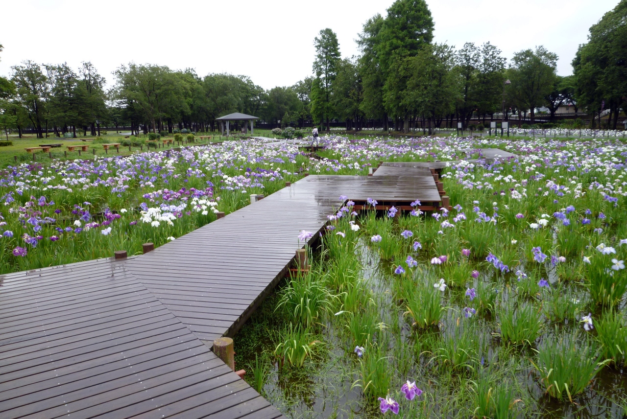 東京ぶらぶら 水元公園 旧安田庭園など ハナショウブ アジサイを求めて 2013年 亀有 柴又 東京 の旅行記 ブログ By Takeおじさん フォートラベル 東京ぶらぶら 水元公園 旧安田庭園など ハナショウブ アジサイを求めて 2013年 亀有 柴又 東京 の旅行記 ブログ By Takeおじさん フォートラベル