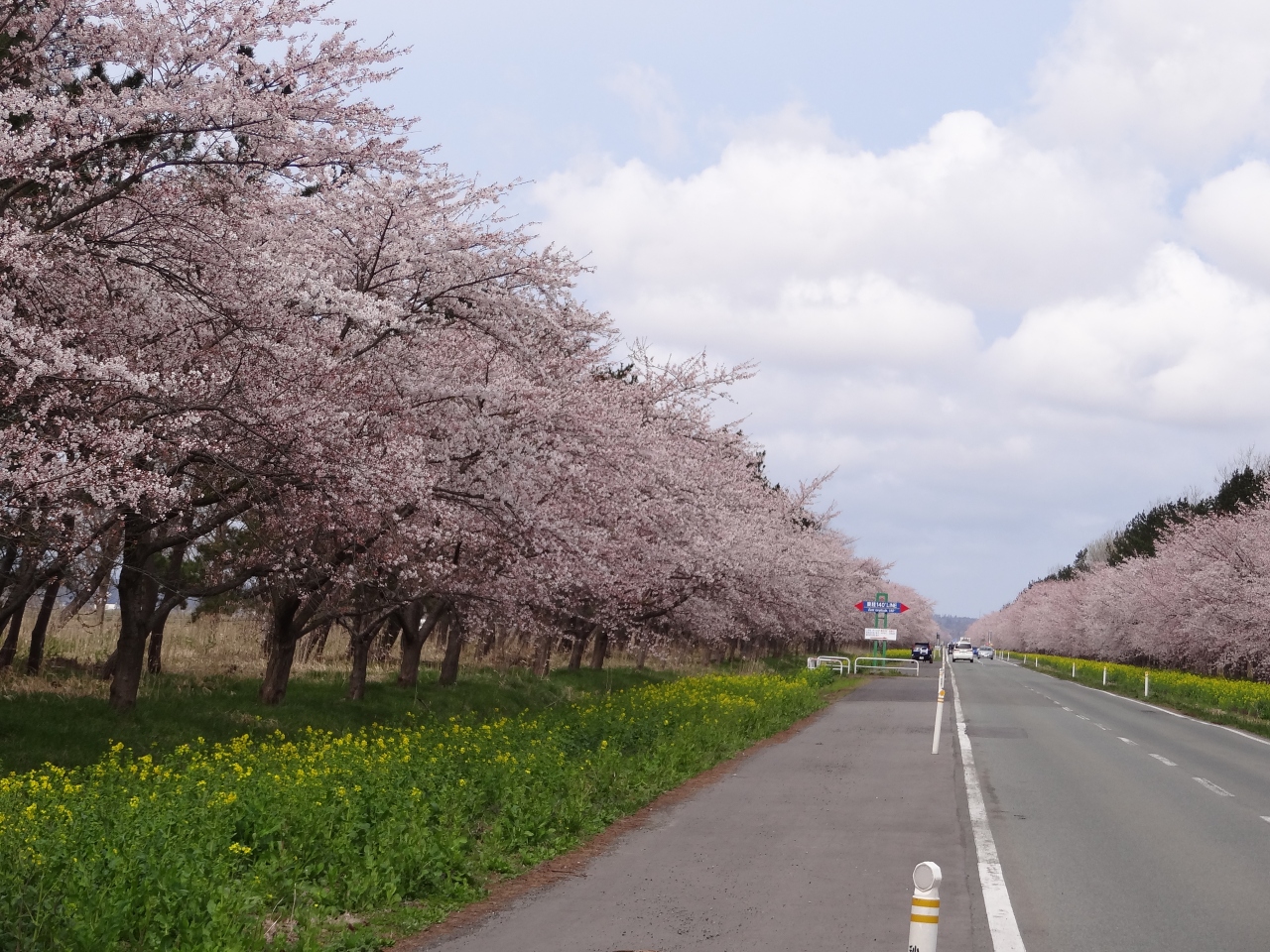 桜と菜の花ロード 東北桜紀行13 3 八郎潟周辺 秋田県 の旅行記 ブログ By ぽむさん フォートラベル