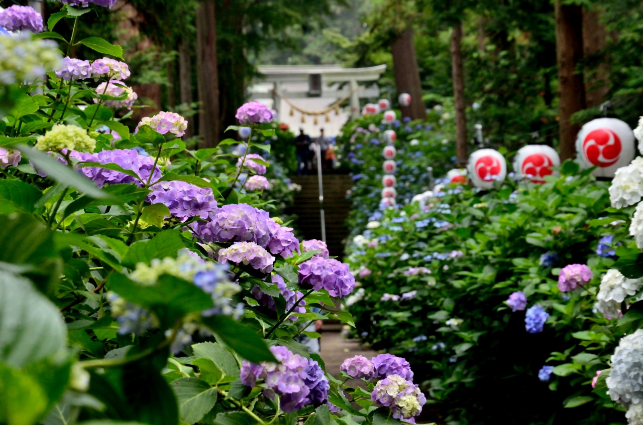 梅雨時の花をたずねて 磯山神社参道に咲く紫陽花 鹿沼 栃木県 の旅行記 ブログ By 玄白さん フォートラベル