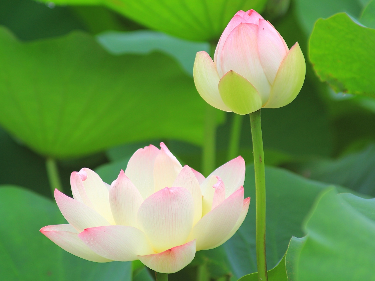 レンコンの花 ハス を見に行って来た 堺 大阪 の旅行記 ブログ By Usakoさん フォートラベル
