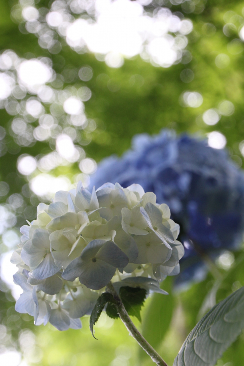 最終値下げ 雨の中の紫陽花ネクタイ その他トップス Www We Job Com