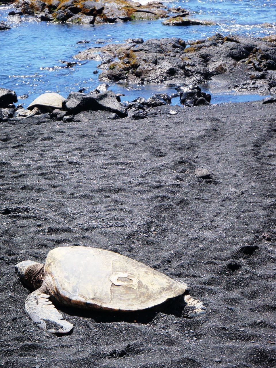 13 6 マイルで行く初ハワイ ハワイ島 アウラニ ディズニー満喫の旅 3 2日目 プナルウ黒砂海岸 ハワイ島 ハワイ の旅行記 ブログ By ゆんこさん フォートラベル 13 6 マイルで行く初ハワイ ハワイ島 アウラニ ディズニー満喫の旅 3 2日目 プナルウ黒砂海岸 ハワイ島 ハワイ の旅行記 ブログ By ゆんこさん フォートラベル