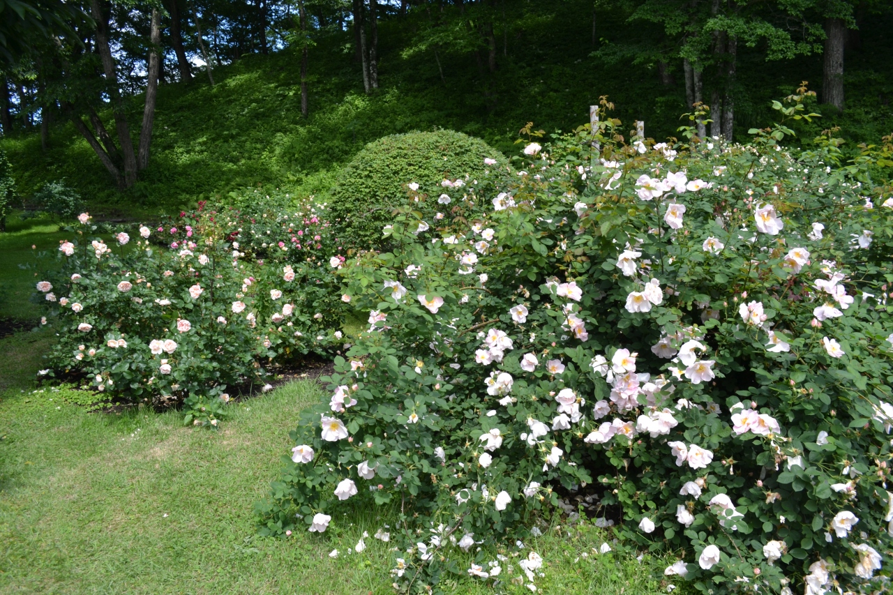 軽井沢タリアセン薔薇の祭典なのにバラが足りあせん 軽井沢 長野県 の旅行記 ブログ By エステ大好きさん フォートラベル