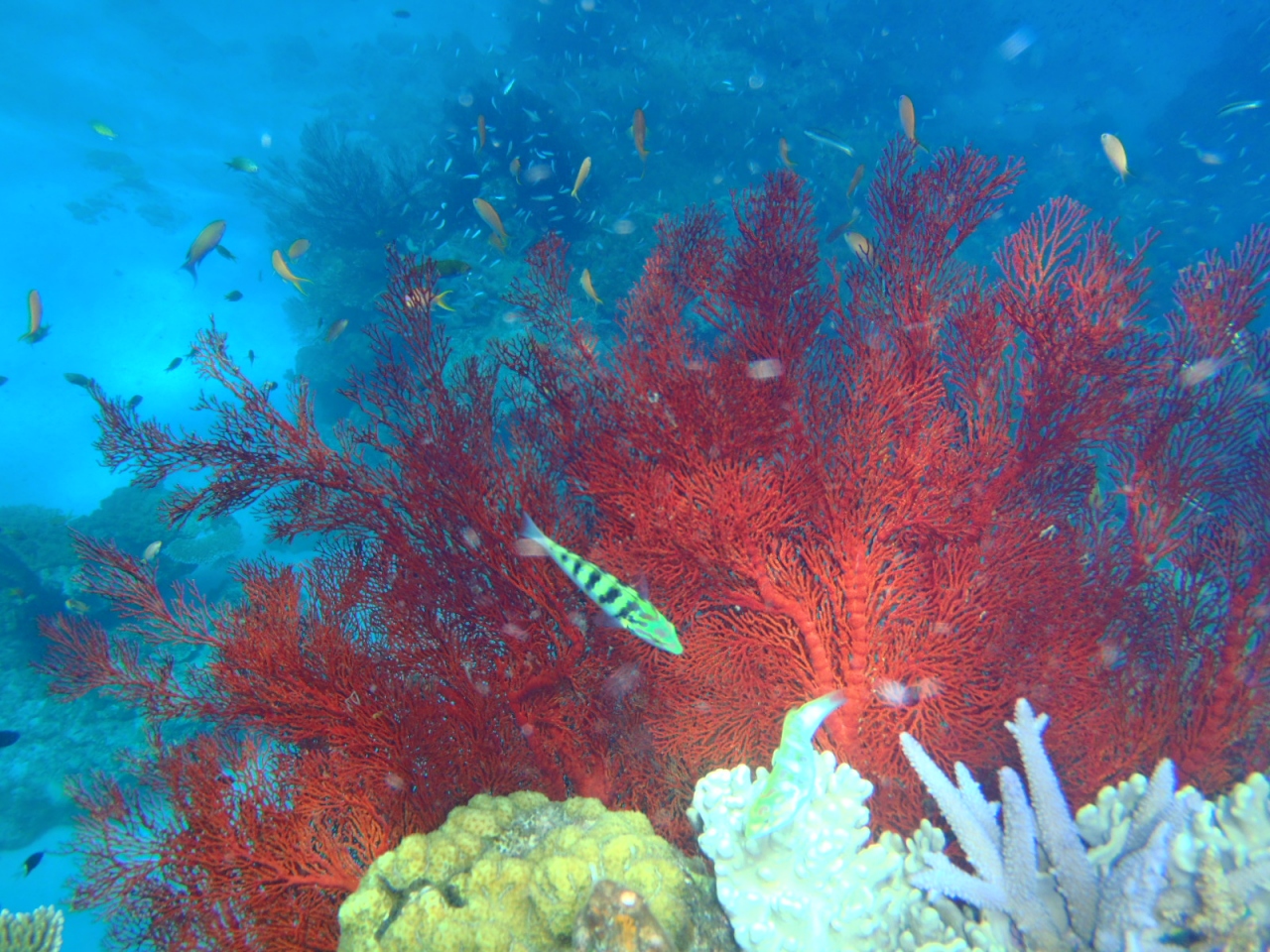 今年の沖縄旅行第２弾⑥黒島でシュノ-ケル、はじめてみる赤サンゴ 