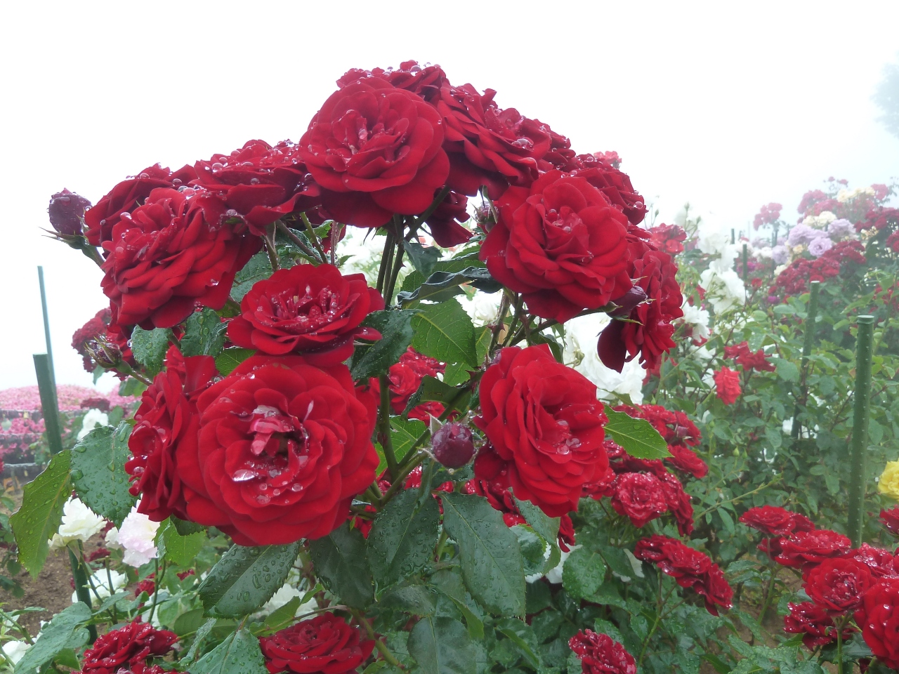 雨女が行く 霧と薔薇の三方五湖 美浜 三方五湖周辺 福井県 の旅行記 ブログ By さくら子さん フォートラベル