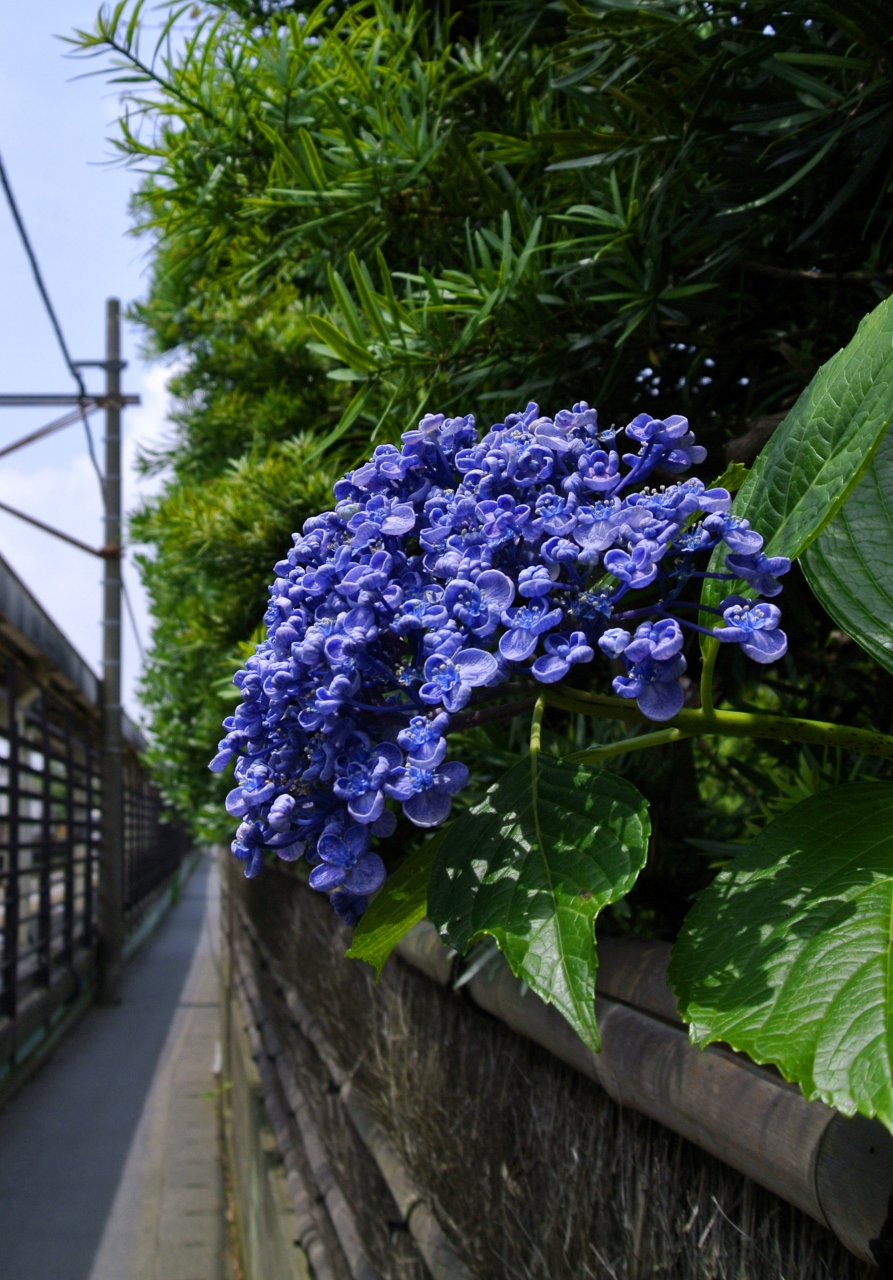 13年6月 紫陽花の鎌倉 円覚寺 名月院 鎌倉 神奈川県 の旅行記 ブログ By Taxnaxさん フォートラベル 13年6月 紫陽花の鎌倉 円覚寺 名月院 鎌倉 神奈川県 の旅行記 ブログ By Taxnaxさん フォートラベル