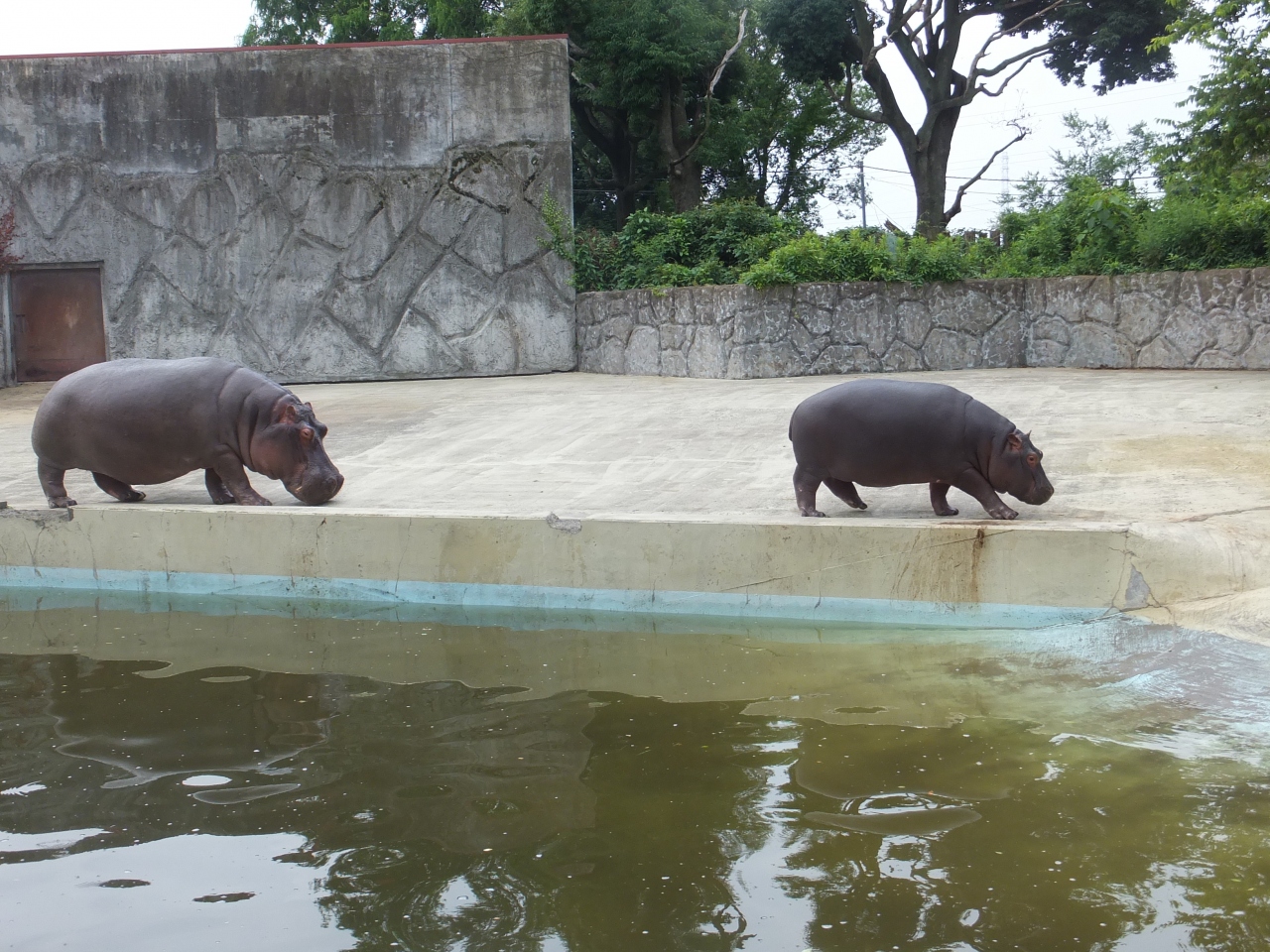 恒例の 東武動物公園 かばに夢中編 埼玉県の旅行記 ブログ By げっぴーさん フォートラベル