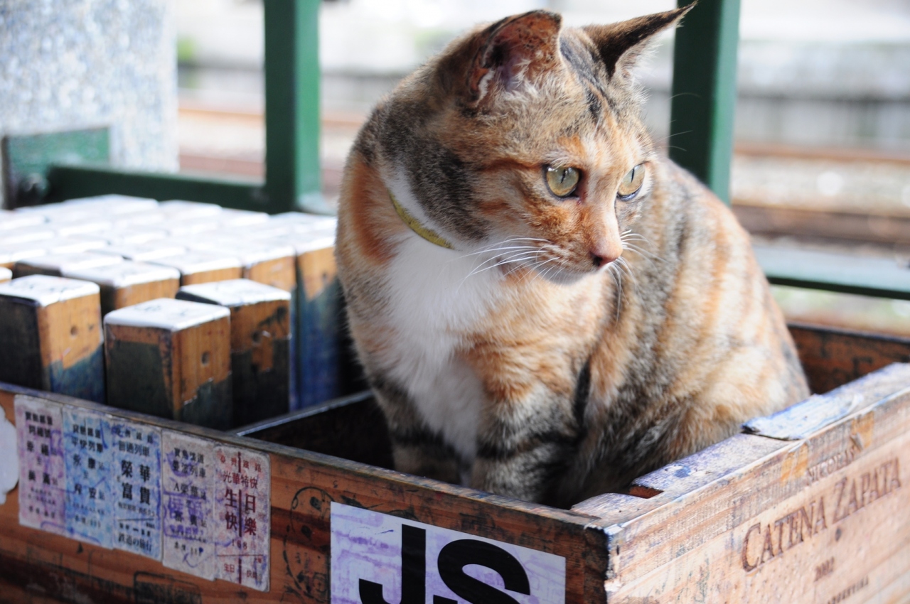 癒され台湾3 新北 かわいい猫たちに癒される猫村 侯トン村へ 新北 台湾 の旅行記 ブログ By 熱帯魚さん フォートラベル