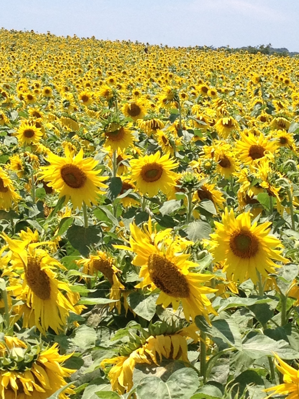 花ひろばのヒマワリ畑すごいなぁ 内海 南知多 愛知県 の旅行記 ブログ By 水仙さん フォートラベル 花ひろばのヒマワリ畑すごいなぁ 内海 南知多 愛知県 の旅行記 ブログ By 水仙さん フォートラベル