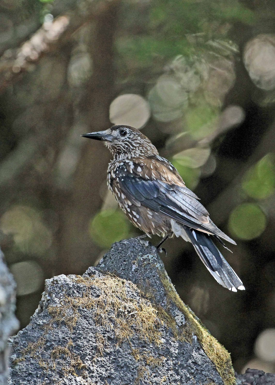 富士山富士宮口五合目の野鳥 ルリビタキ キバシリ メボソムシクイ 他 | 野鳥情報.com