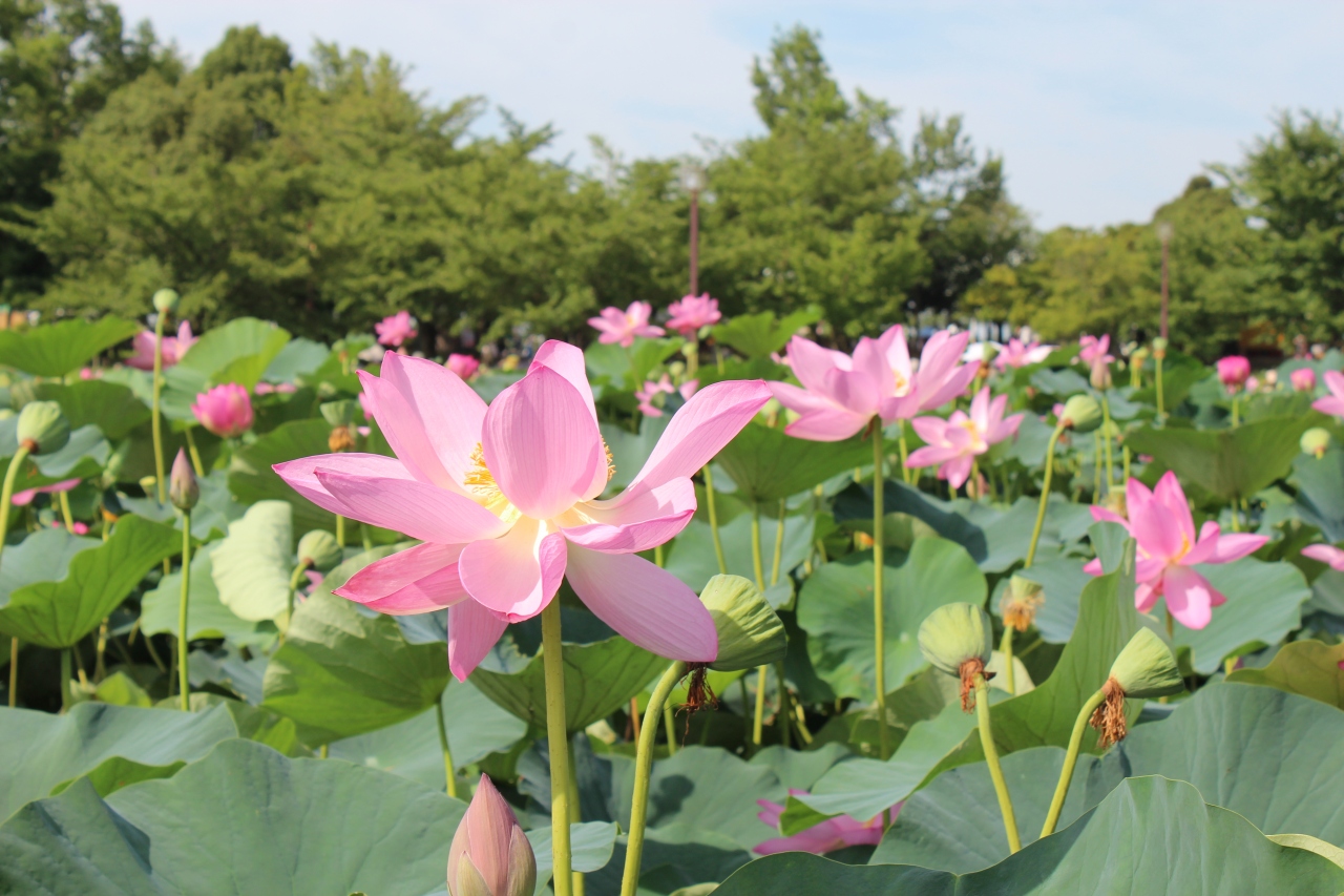 行田市 古代蓮の里 蓮の花がこんなに大きいなんて そして地上50メートル展望台からの眺め 行田 羽生 加須 埼玉県 の旅行記 ブログ By ミッキーマーチさん フォートラベル 行田市 古代蓮の里 蓮の花がこんなに大きいなんて そして地上50メートル展望台からの眺め 行田 羽生 加須 埼玉県 の旅行記 ブログ By ミッキーマーチさん フォートラベル