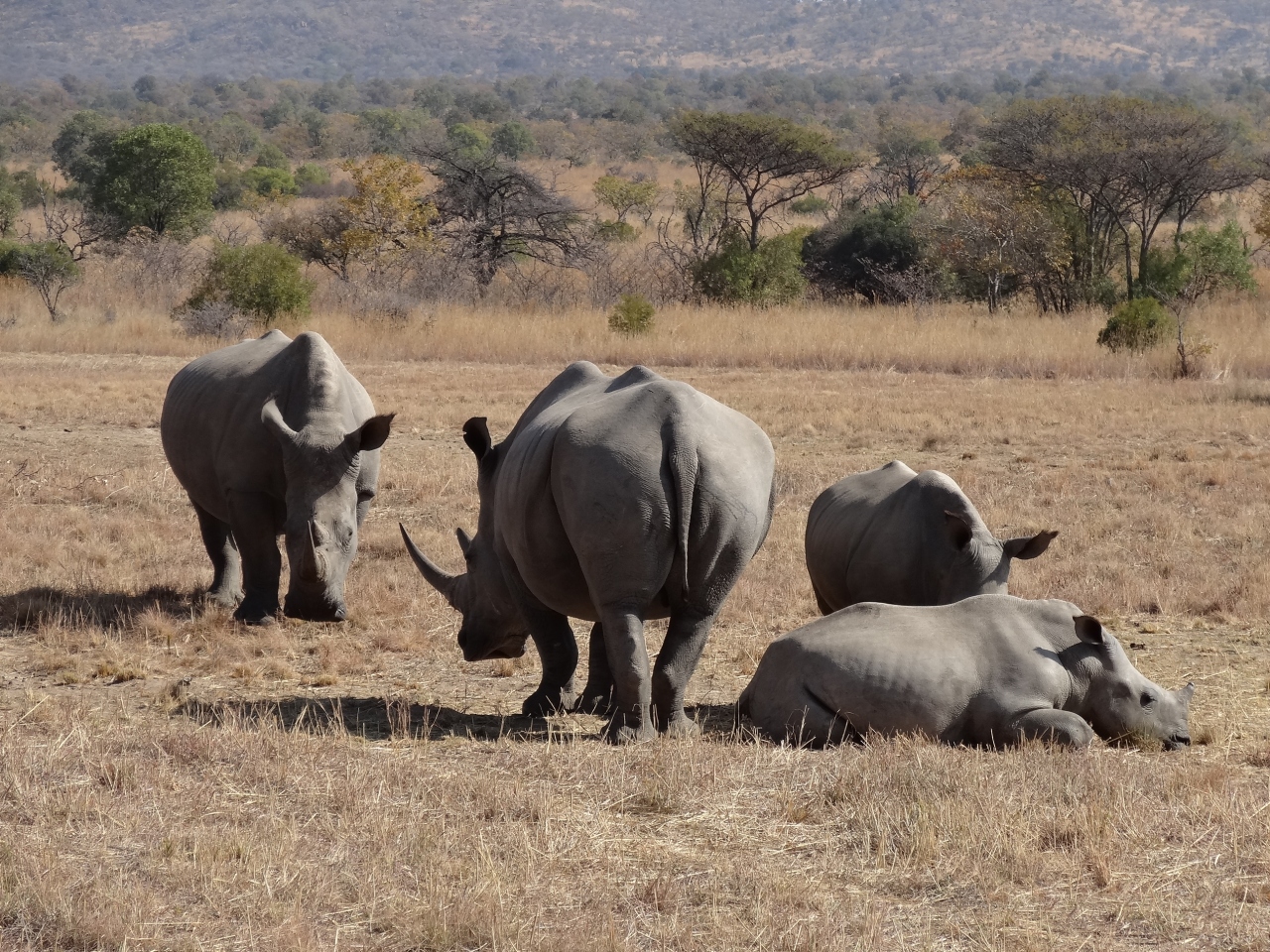 南部アフリカ3カ国周遊 マブラ私営動物保護区 ヨハネスブルグ 南アフリカ共和国 の旅行記 ブログ By Chibi Dekaさん フォートラベル 南部アフリカ3カ国周遊 マブラ私営動物保護区 ヨハネスブルグ 南アフリカ共和国 の旅行記 ブログ By Chibi Dekaさん フォートラベル