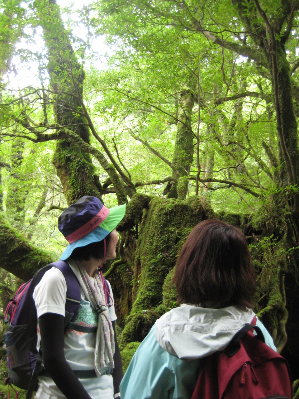 屋久島 白谷雲水峡 屋久島 鹿児島県 の旅行記 ブログ By なっちゃん さん フォートラベル