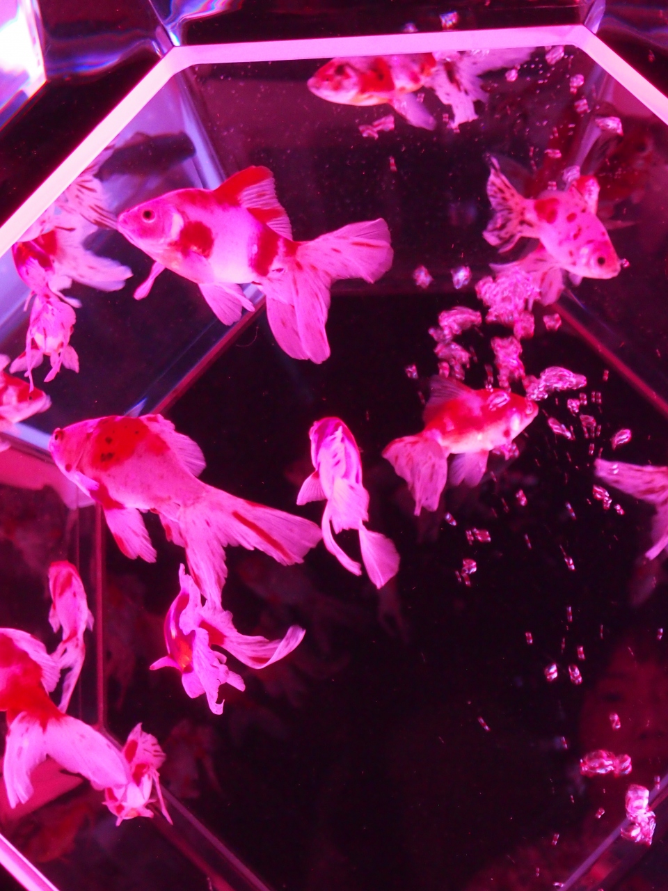 ２０１３ 東京の夏を涼もう 妖艶な金魚のartaquarium シャングリラホテルでafternoontea 日本橋 東京 の旅行記 ブログ By くまこさん フォートラベル