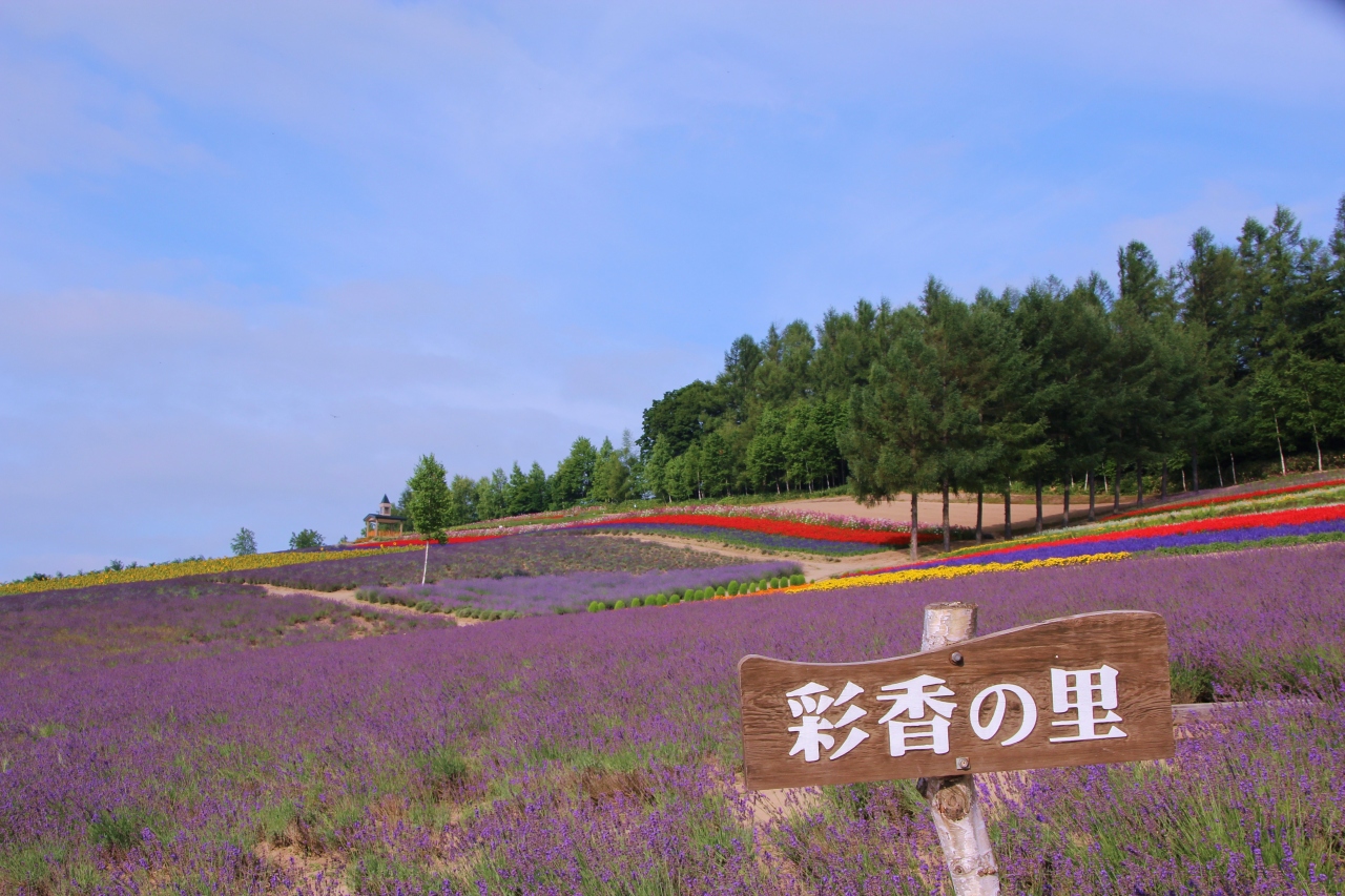 ひまわり ラベンダー 北海道花紀行 後編 美瑛 富良野 帯広 北海道の旅行記 ブログ By クッシーさん フォートラベル
