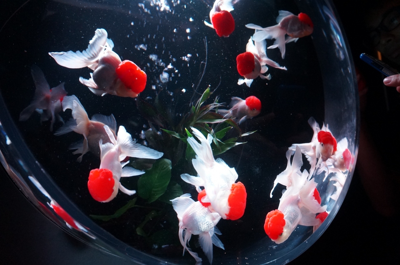 13年 7月 水中アートの展覧会 ナイトアクアリウム で 江戸 金魚の涼み を五感で楽しむ 日本橋 東京 の旅行記 ブログ By Yumeさん フォートラベル