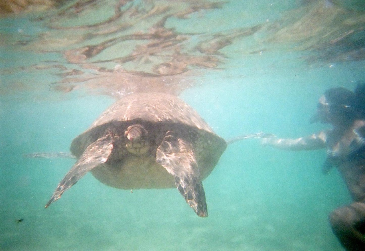 マウイ島の んびり旅 ６ ブラックロックでウミガメさんと泳ぐ カアナパリ 最後のリトルビーチ 帰国 マウイ島 ハワイ の旅行記 ブログ By 白麟さん フォートラベル