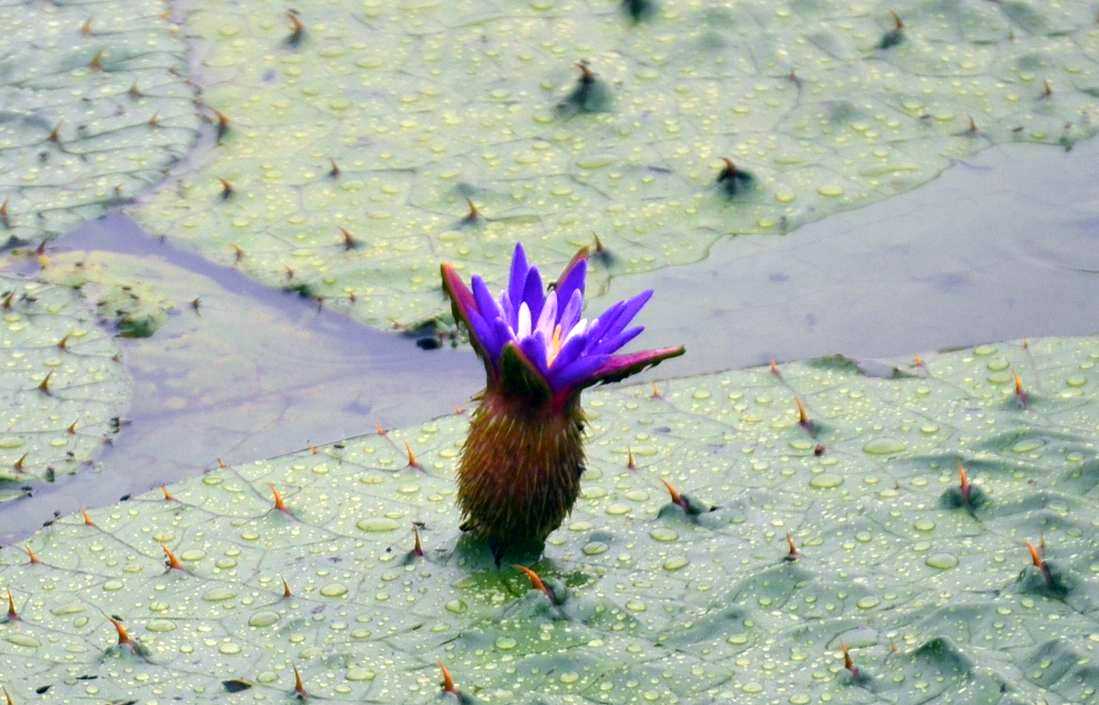 水生植物を訪ねて 葛飾水元公園のオニバス 菊名池公園のコウホネ 横浜三渓園 馬場花木園ハス 本牧 根岸 磯子 神奈川県 の旅行記 ブログ By Takeおじさん フォートラベル 水生植物を訪ねて 葛飾水元公園のオニバス 菊名池公園のコウホネ 横浜三渓園 馬場花木園ハス 本牧 根岸 磯子 神奈川県 の旅行記 ブログ By Takeおじさん フォートラベル