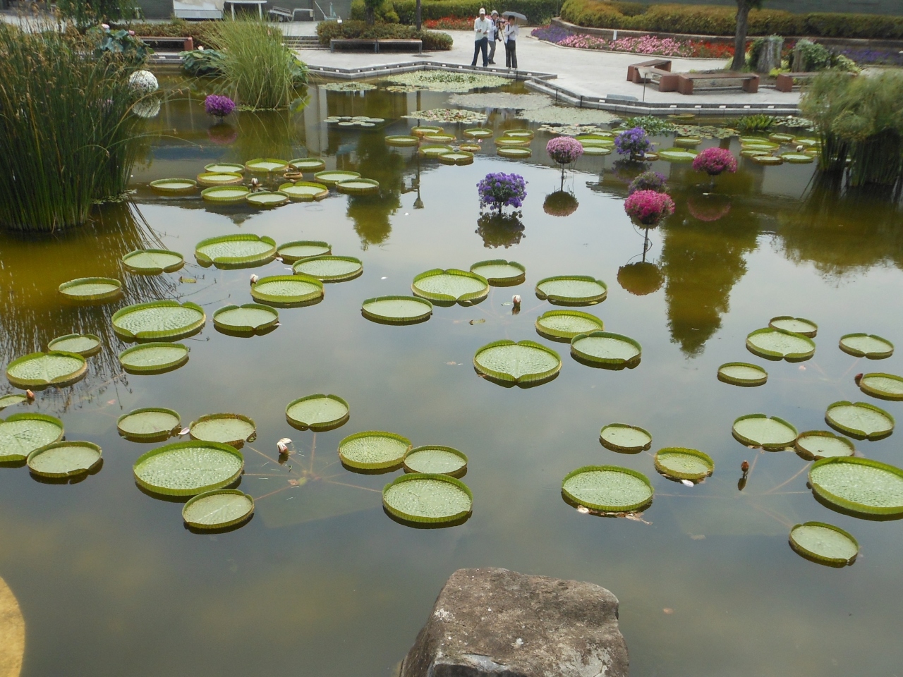 草津市立水生植物公園みずの森 草津 滋賀 滋賀県 の旅行記 ブログ By Chikuouさん フォートラベル 草津市立水生植物公園みずの森 草津 滋賀 滋賀県 の旅行記 ブログ By Chikuouさん フォートラベル