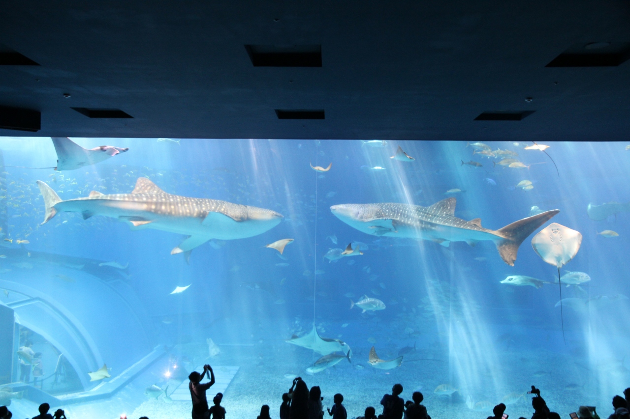 13夏 沖縄旅行 ４日目 美ら海水族館 古宇利島 ター滝 カヌチャリゾート 沖縄県の旅行記 ブログ By アッサーさん フォートラベル