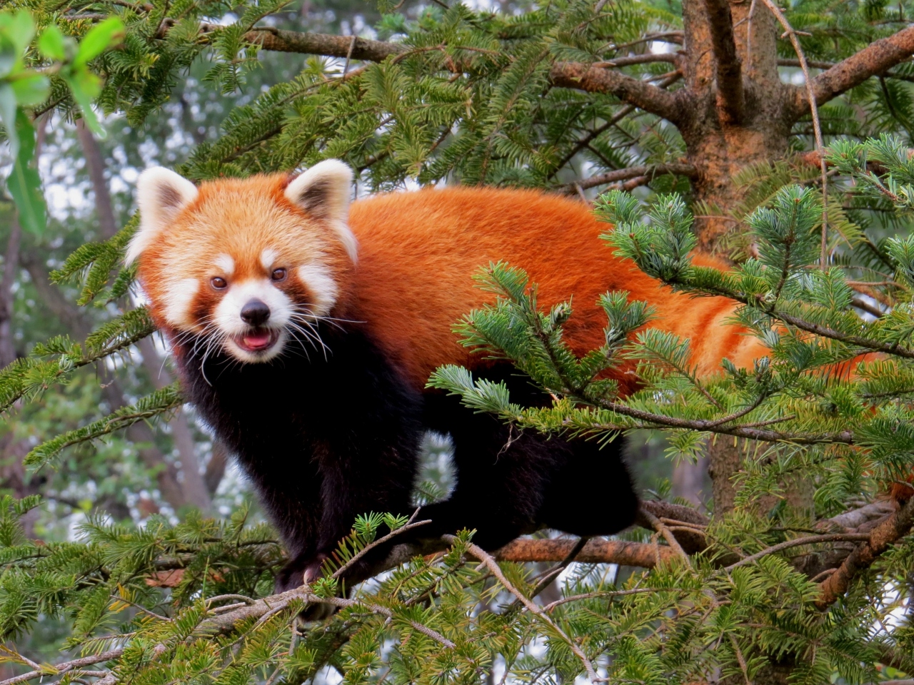 真夏のレッサーパンダ紀行 ７ 茶臼山動物園 レッサーパンダハウスは４匹のおチビの大運動会 残念 夕方からの大雨でロン君イベントは見れませんでした 篠ノ井 長野県 の旅行記 ブログ By Jilllucaさん フォートラベル