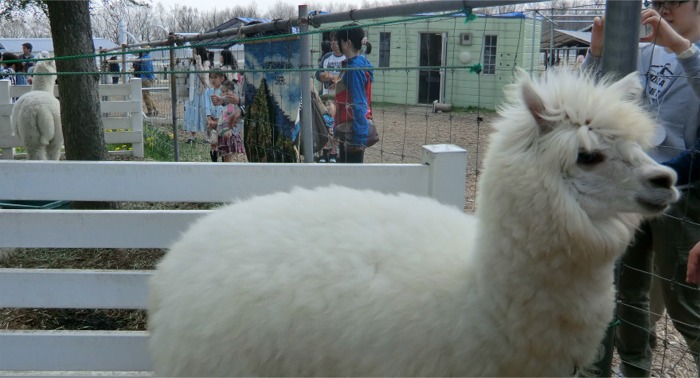 もふもふのアルパカに会いに 那須アルパカ牧場へ 那須 栃木県 の旅行記 ブログ By まりも母さん フォートラベル